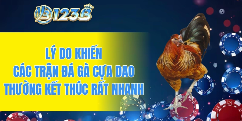 Lý do khiến các trận đá gà cựa dao thường kết thúc rất nhanh